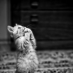 ���� ������, �����-��������� - ��������� 14 ������� 2012