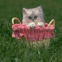 ���� �����, ������, 63 ���� - ��������� 27 ������� 2012 � ������ ���� ����������