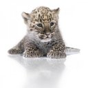     ,  ...
      12   - http://wwf.ru/ecards   WWF