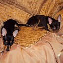 ���� ������, ������, 68 ��� - ��������� 9 ������� 2012 � ������ ���� ��������