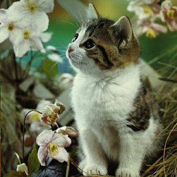 ���� ����, �������, 31 ��� - ��������� 18 �������� 2012