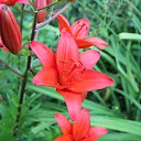 ���� : �� ������� :, ������, 54 ���� - ��������� 1 ������ 2013 � ������ ���