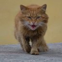 ���� ������, �����, 41 ��� - ��������� 7 ������ 2012 � ������ ���� ����������