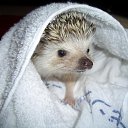 ���� Cherry, ������, 41 ��� - ��������� 8 ����� 2010 � ������ �������