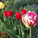 ���� Yiwangna***, ������ - ��������� 6 ��� 2012 � ������ ���������� ����� �������...�