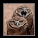 ���� Red, ������� - ��������� 16 ������ 2011 � ������ ���������������� :)�