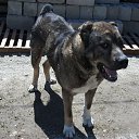  , , 36  -  16  2012     !