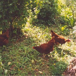 ���� ����� Mirror_return To River Of Flowers, ����� - ��������� 1 �������� 2010