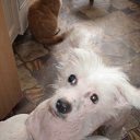 ���� ������-������� ��� ���� �����, ��������, 85 ��� - ��������� 27 ����� 2010 � ������ ������ �������