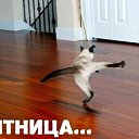 ���� �������, ������, 36 ��� - ��������� 16 ������� 2013 � ������ ������ ��������