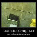 ���� Roli, ��������, 53 ���� - ��������� 14 ��� 2011 � ������ �����������