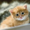 ���� �������, �����-���������, 38 ��� - ��������� 9 ������ 2010 � ������ �����������