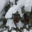 ���� ������, �����, 62 ���� - ��������� 29 ����� 2012 � ������ ���� �����������