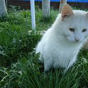 ���� �������, �����-���������, 61 ��� - ��������� 12 ���� 2010 � ������ ���� �����