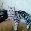   ** (Vip), , 61  -  25  2012   