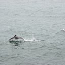 ���� ����, ����������, 52 ���� - ��������� 3 ���� 2013