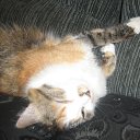 ���� ������, ����, 28 ��� - ��������� 3 ������ 2010 � ������ �PetLove�