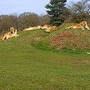 ���� ��op�, ����, 44 ���� - ��������� 25 ��� 2013 � ������ �Woburn Safari Park(Uk)�