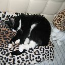 ���� ������, ������, 63 ���� - ��������� 15 ���� 2011 � ������ ���� ����-�����