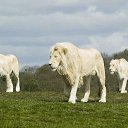 ���� ������, �������, 34 ���� - ��������� 4 ������� 2010