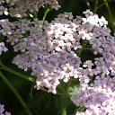 ���� Nusha, ������������, 53 ���� - ��������� 22 ������� 2009 � ������ ������������