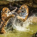 ���� �������, ������, 49 ��� - ��������� 20 ������� 2012