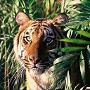 ���� Ramzes, �������, 33 ���� - ��������� 9 ������ 2010