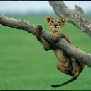 ���� ������, �������, 51 ��� - ��������� 16 ������ 2012 � ������ �������