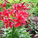 ���� �����, �������, 44 ���� - ��������� 12 ������� 2010 � ������ ������ � ���� ����