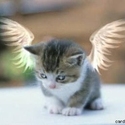 �������� ��������, ���, 60 ���