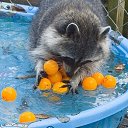  Katze Scheugu,  -  27  2010     