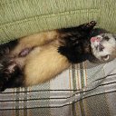  , , 53  -  9  2013   .