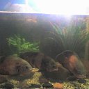 ���� �����, ��������, 46 ��� - ��������� 22 ���� 2013 � ������ ���� ����������