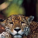 ���� ��������, ���������, 51 ��� - ��������� 17 ������� 2011 � ������ ���� ����������