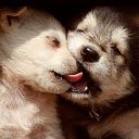 ���� �����***, �������� - ��������� 20 ������� 2011