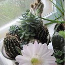 ���� �������, �������������� - ��������� 3 ��� 2013 � ������ �������