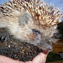 ���� �������, ���������, 69 ��� - ��������� 18 ������� 2011 � ������ ����