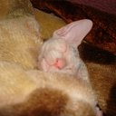 ���� Thumbelina, �����-���������, 52 ���� - ��������� 17 ������ 2011 � ������ �*******�