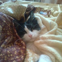 ��� ������� ������