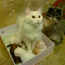 ���� ���������, ����, 53 ���� - ��������� 21 ������� 2012 � ������ ������