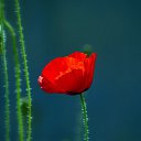 ���� �������, ��������, 55 ��� - ��������� 2 ��� 2013 � ������ ���� ����������