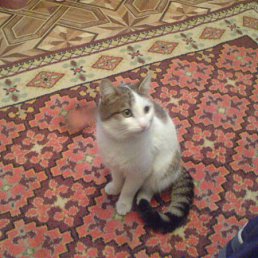 ���� �������, ���������, 73 ���� - ��������� 3 ���� 2012