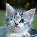 ���� ���������, �����������, 43 ���� - ��������� 17 ������� 2012 � ������ ������ ��������