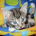 ���� ����, ������, 36 ��� - ��������� 2 ������� 2011 � ������ ���������