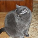 ���� ��������, �������� - ��������� 28 ����� 2012 � ������ �PetLove�