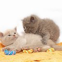 ���� �����, ����, 43 ���� - ��������� 13 ������� 2010 � ������ �������