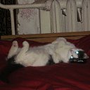  , , 23  -  19  2011   PetLove