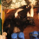 ���� ���������, ������ ��������, 46 ��� - ��������� 26 ������ 2009 � ������ ���� ��������: ��������