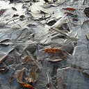 ���� �����.....����., �������, 43 ���� - ��������� 28 ������ 2011 � ������ ���� ����������