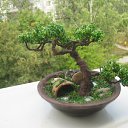 250 �� �� ������� ��������������� �� �������